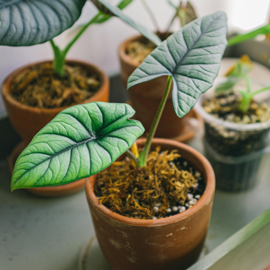 Terracotta vs. Ceramic Planters – Which One is Right for You
