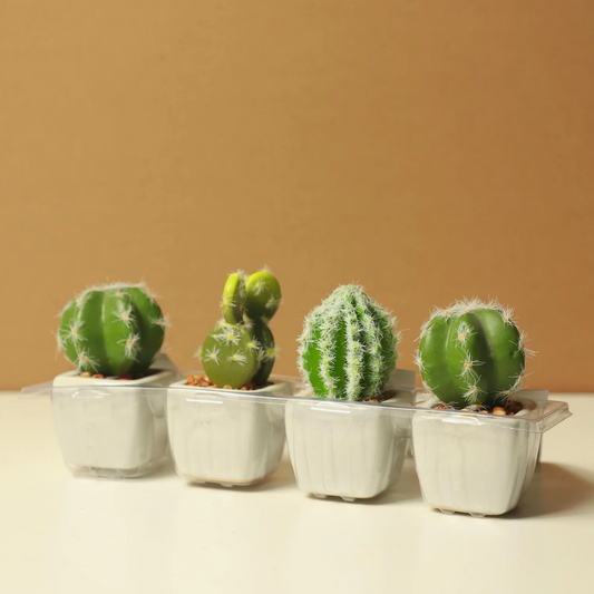 5 Ways to Style Your Home with Modern Planters
