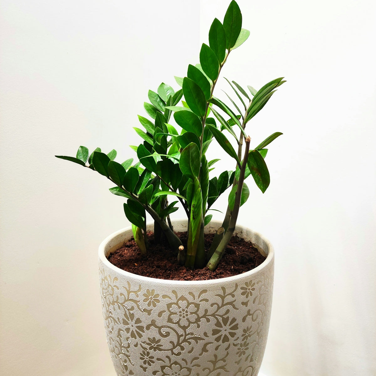 Plastic Pots & Planters